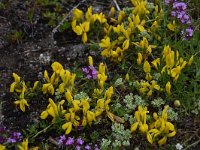 Genista subcapitata 2, Saxifraga-Harry Jans Genista subcapitata